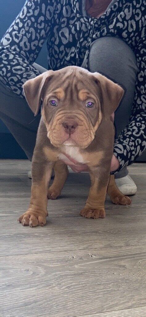 bully xl puppies for sale near me cheap